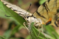 Iphiclides podalirius (3)
